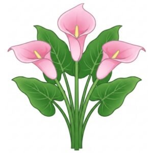 Calla-lillies